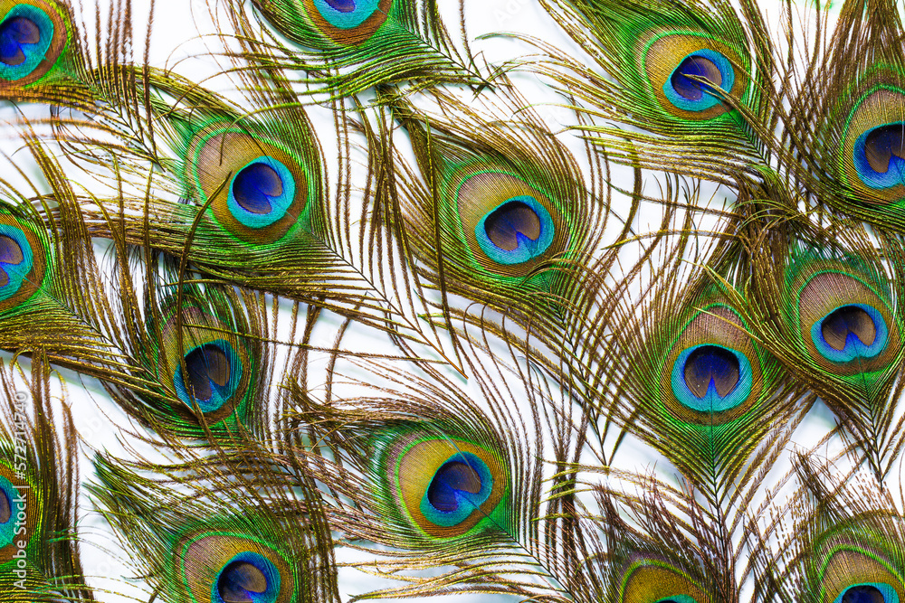 Fototapeta premium Peacock feathers on a white background,Macro colorful peacock feathers on white background,Set of dividual bright peacock feathers on the white background for your design, lying flat, top view