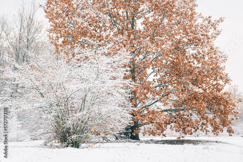 Schneebedeckte Bäume im Berliner Naturschutzgebiet 