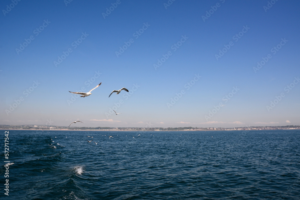 A seagull flies over the sea waves against the background of the blue sky A seagull flies over the sea waves against the background of the blue sky