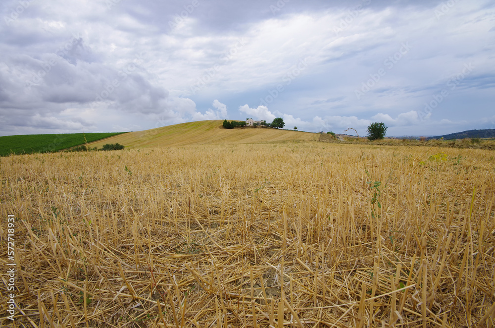 Freshly harvested wheat field in the Molise countryside and a farm in the background