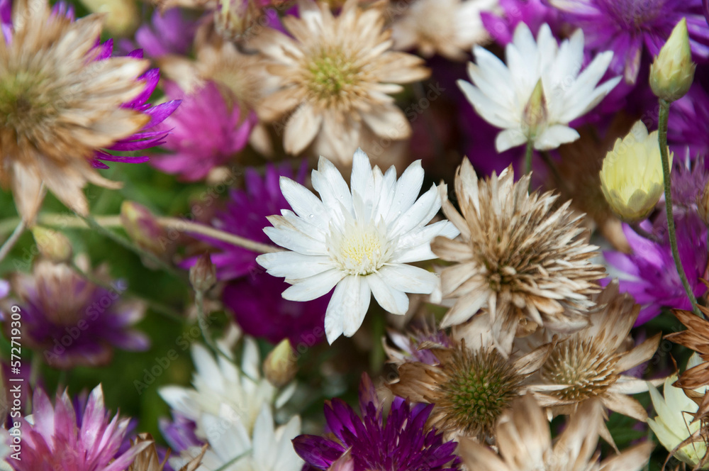 The strawflowers The strawflowers