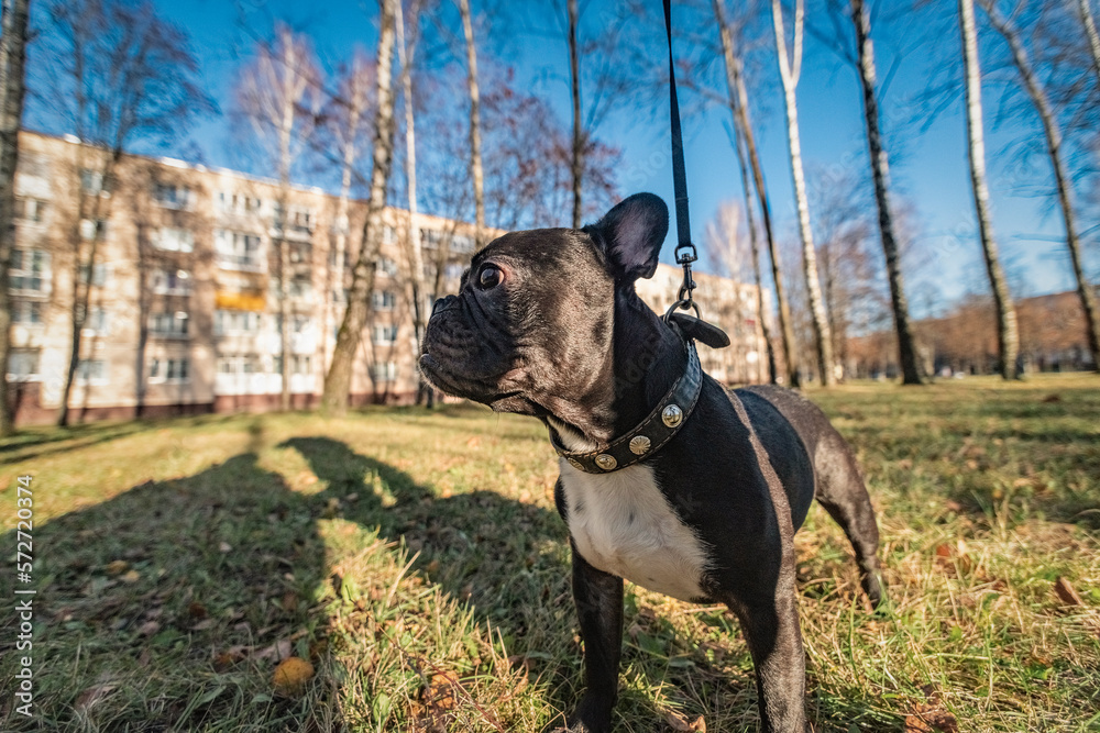 Beautiful thoroughbred french bulldog on a walk in the park in early spring. Beautiful thoroughbred french bulldog on a walk in the park in early spring.
