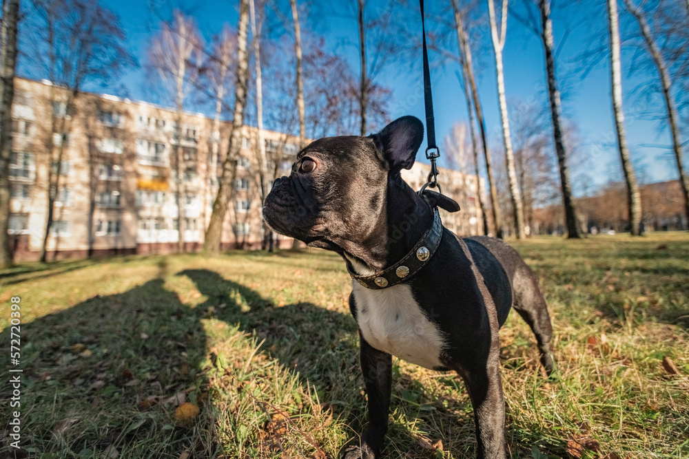 Beautiful thoroughbred french bulldog on a walk in the park in early spring. Beautiful thoroughbred french bulldog on a walk in the park in early spring.