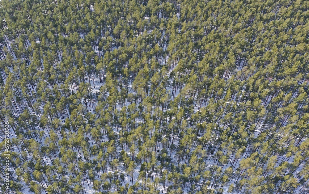 Dense green pine and spruce forest in winter from above. Vertical shot of a winter forest. European and North American forest in winter. Forest as a background for design. Dense green pine and spruce forest in winter from above. Vertical shot of a winter forest. European and North American forest in winter. Forest as a background for design.