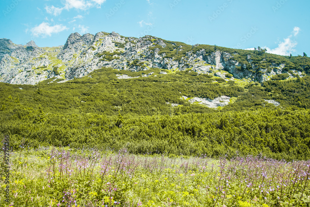 National Park High Tatras, Slovakia, Europe. Hiking path to mountain lake Batizovske pleso and Sliezsky dom (Selesian house). Summer scenery with blue sky, shining sun and protected Tatra flowers.