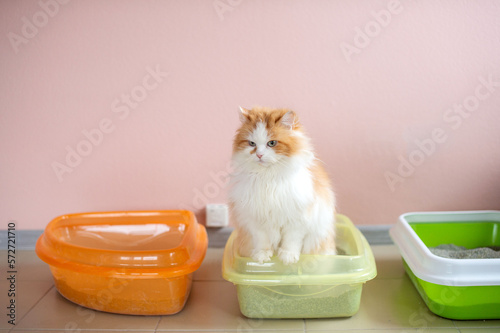 A fluffy cat is sitting in a tray with cat litter. Potty train a cat photo