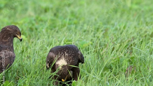 Two lesser spotted eagles, Aquilla pomarina, in the summer are siting on the ground and eating. Adult and immature lesser spotted eagles after leaving the nest. photo