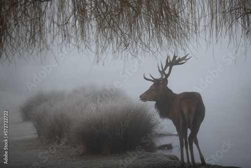 Red stag deer on a misty morning in Bushy Park