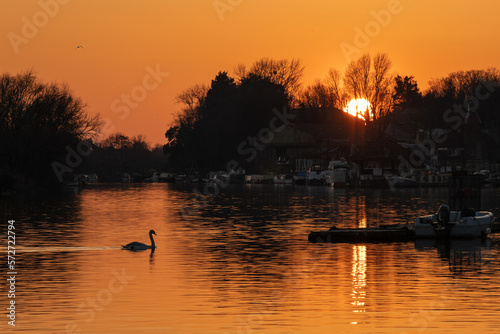 Mute swan swimming in the river Thames during sunset on a wintery evening at Hampton