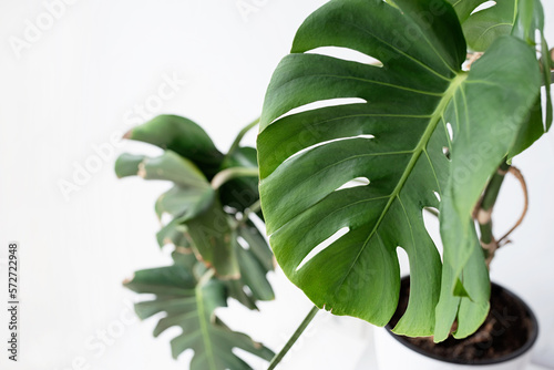 Green tropical monstera plants on toilet table in light and airy interior of room, closep photo