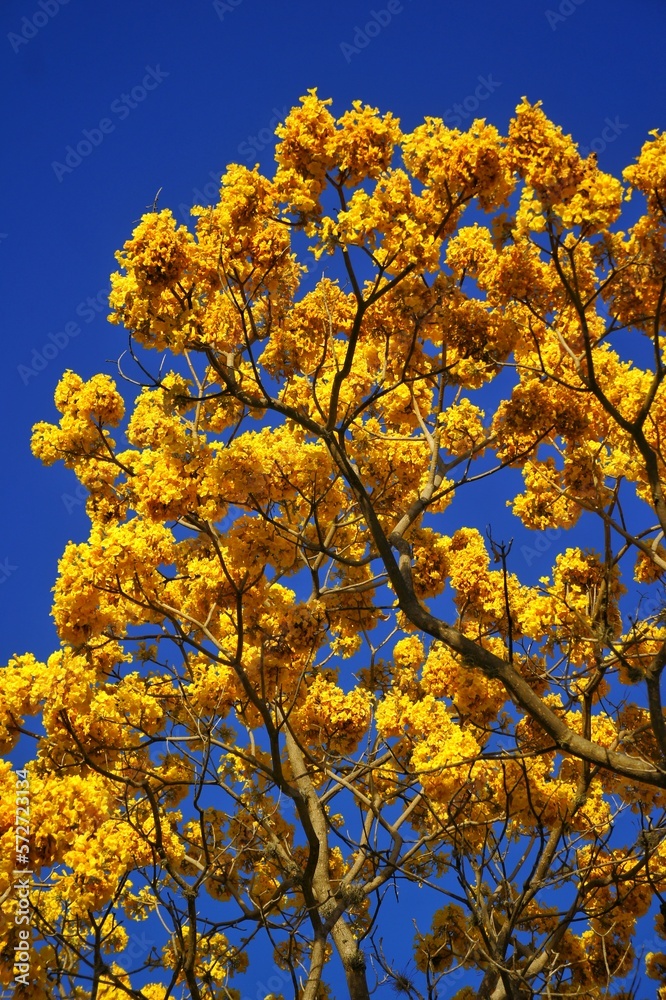yellow autumn leaves yellow autumn leaves