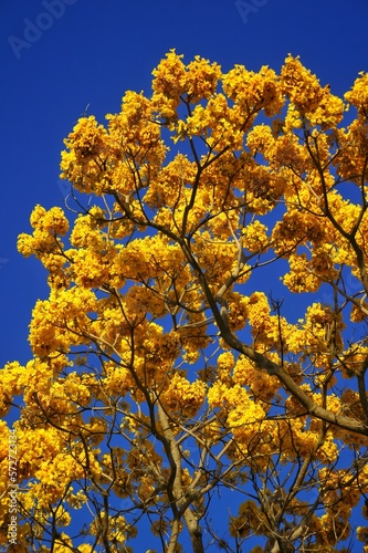 Fototapeta Naklejka Na Ścianę i Meble -  yellow autumn leaves