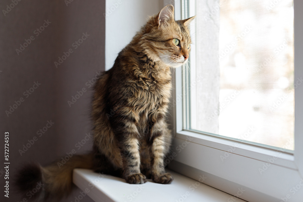 domestic cat looks out the window and waits
