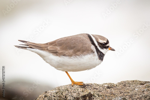 Ringed Plover in profile on a rock