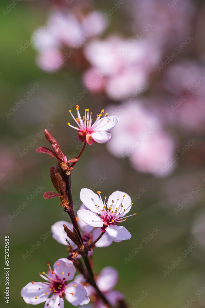 Close up of pink plum cherry blossoms in Rhineland-Palatinate/Germany Close up of pink plum cherry blossoms in Rhineland-Palatinate/Germany