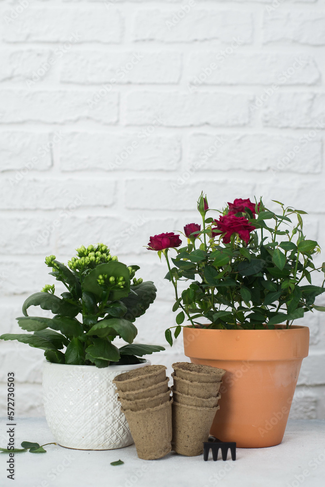 Spring gardening with blooming flowers in pots for planting on light background. Womans hobby of growing houseplants concept.