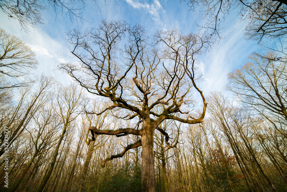 arbre remarquable en foret de broceliande, le chêne des Hindrés arbre remarquable en foret de broceliande, le chêne des Hindrés