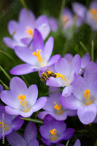 Honey bee collects nectar on a purple crocus flower in Germany at spring