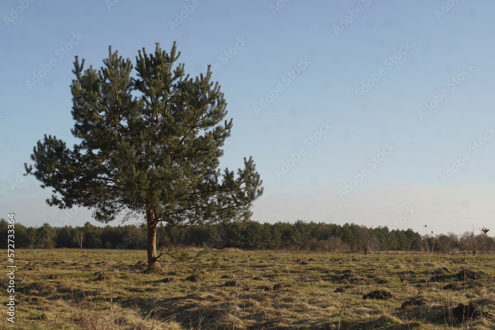 one pine grows in the middle of a meadow one pine grows in the middle of a meadow