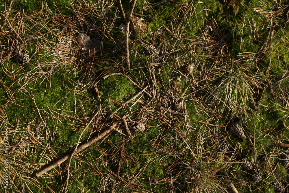 Forest ground background. Moss pine bristles Forest ground background. Moss pine bristles