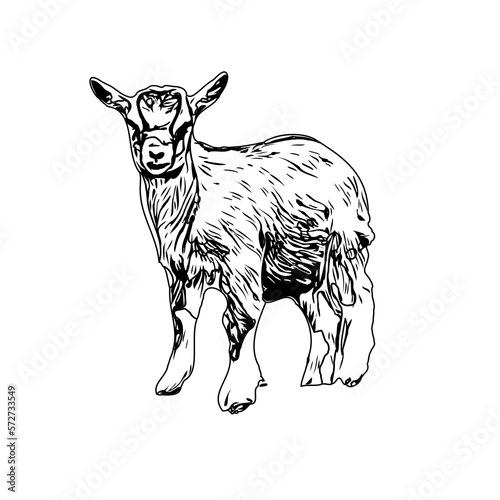 Black and white sketch of a goat with transparent background
