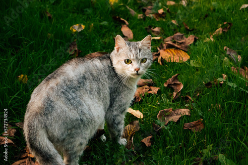 Gray cat on grass with fallen autumn leaves