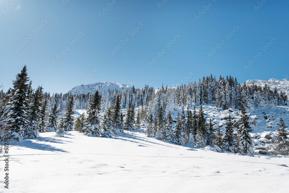 Beautiful Winter Landscape with Pine Trees Covered with Snow . Vitosha Mountain ,Bulgaria 