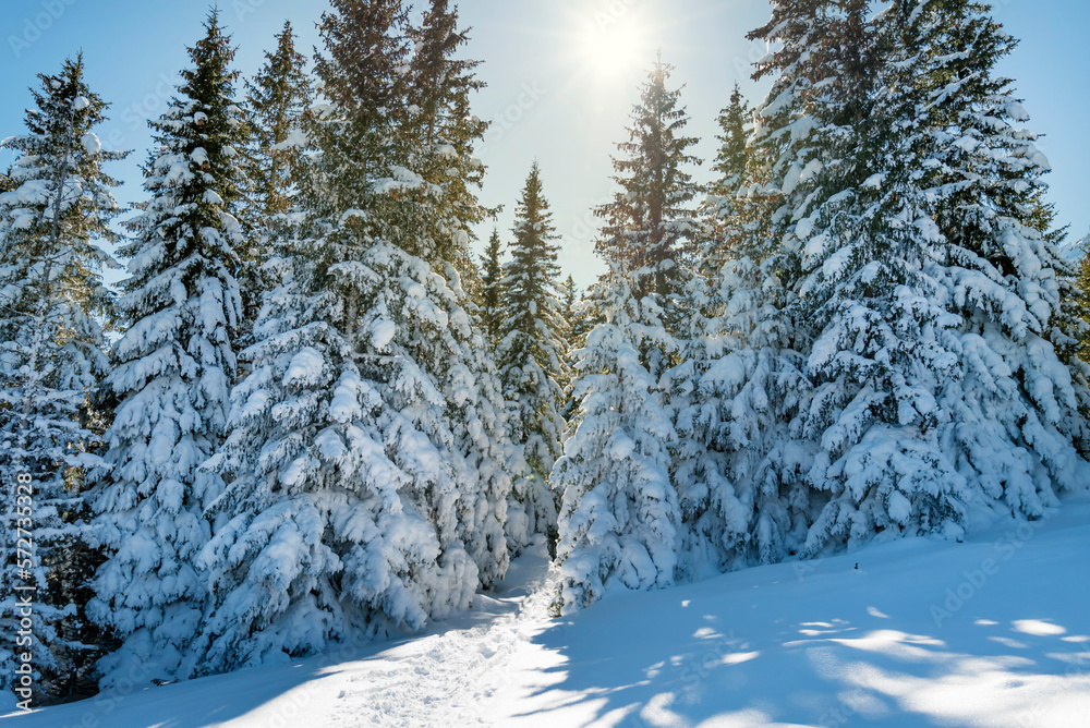 Beautiful Winter Landscape with Pine Trees Covered with Snow . Vitosha Mountain ,Bulgaria Beautiful Winter Landscape with Pine Trees Covered with Snow . Vitosha Mountain ,Bulgaria