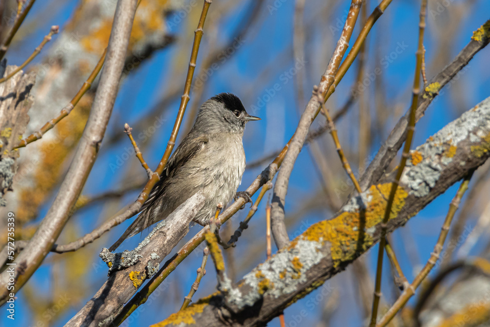 Eurasian Blackcap perched on a tree branch Eurasian Blackcap perched on a tree branch