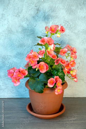 Fototapeta Naklejka Na Ścianę i Meble -  Beautiful blooming pink begonia. Home plants, hobby, floriculture.