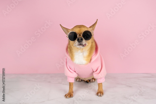 A red chihuahua dog in sunglasses and a pink hoodie on a pink background . Sale, advertising, discount, special offer, shops, advertising business concept. Copy space for text photo