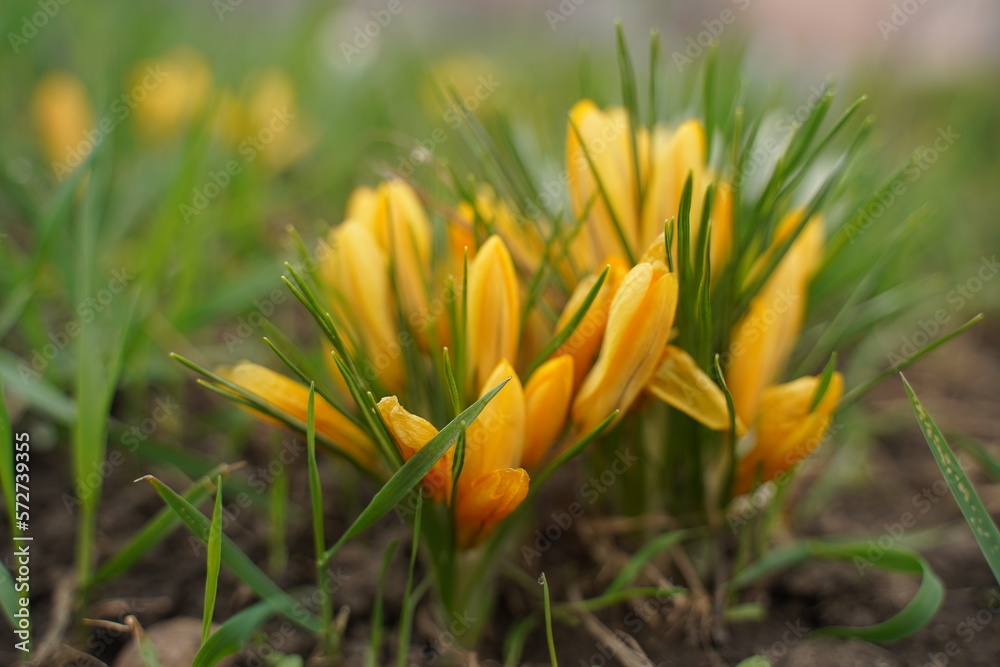 Spring crocus, Giant Dutch crocus Crocus vernus, crocuses flowering on a crocus meadow in spring