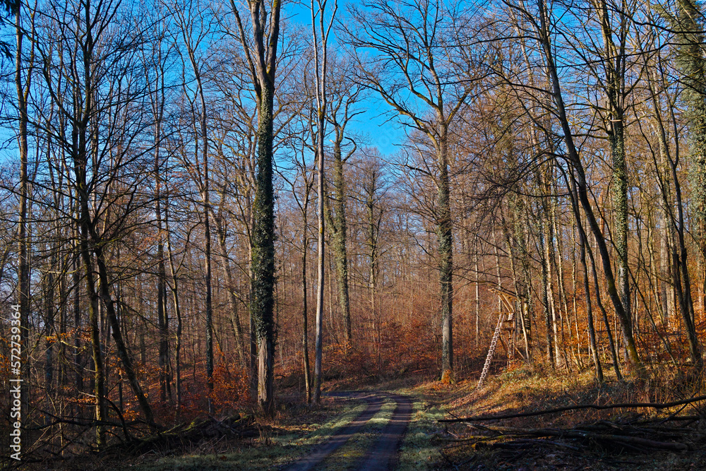 Obraz premium Forstwald, Weg, Einschlag, sonniger Tag