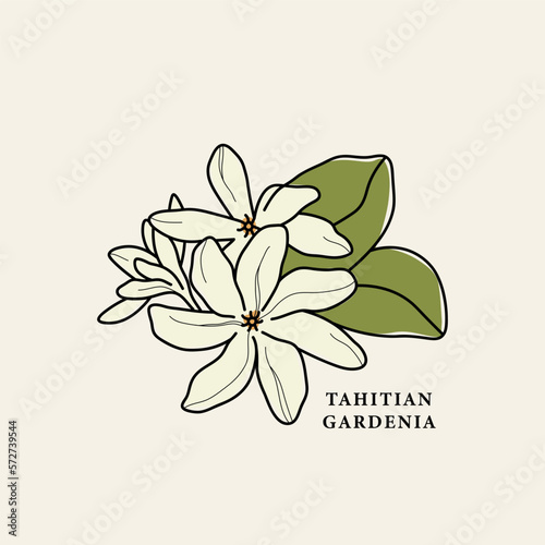Line art Tahitian gardenia flower drawing