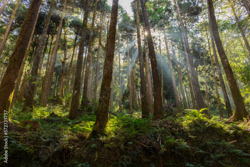 Fototapeta Naklejka Na Ścianę i Meble -  Cedar trees in the forest with through sunlight ray