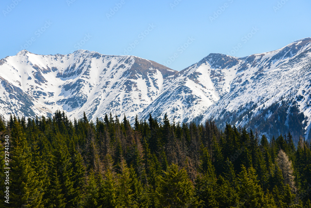 Beautiful view of the snowy mountains with blue sky , no clouds during day in the spring. Spring meadow with snow and knee-timber. West Tatras, Slovakia, Liptovsky Mikulas.