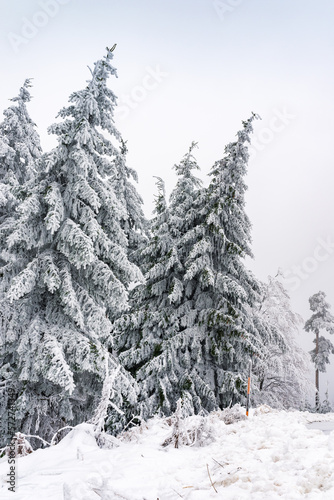 Verschneite Tannen an der Schwarzwaldhochstraße in einer Winterlandschaft