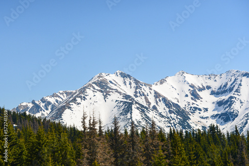 Beautiful view of the snowy mountains with blue sky , no clouds during day in the spring. Spring meadow with snow and knee-timber. West Tatras, Slovakia, Liptovsky Mikulas.
