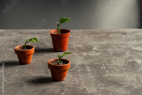 baby hibiscus sprouting in tiny terracotta pots on a concrete cement table top