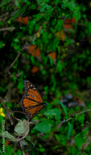 Family of Monarch butterfly