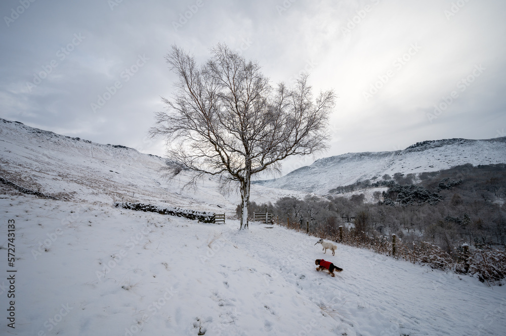 Dogs running on a snowy land in Peak District UK