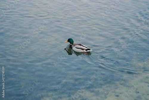 Obraz na płótnie Duck on the water on the lake in winter w salonie