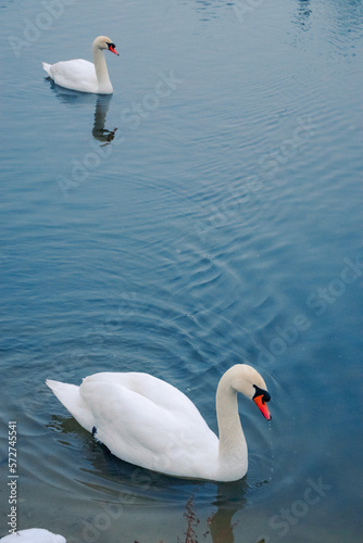 Obraz na płótnie White swan in the water on the lake w salonie