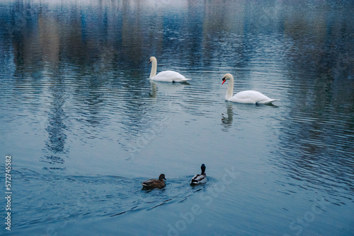 White swan with ducks in the water on the lake photo