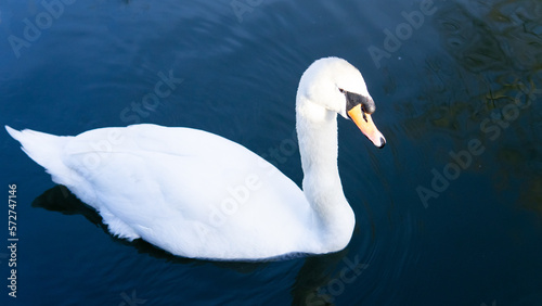 Fototapeta Naklejka Na Ścianę i Meble -  white swan swimming in the lake in town park