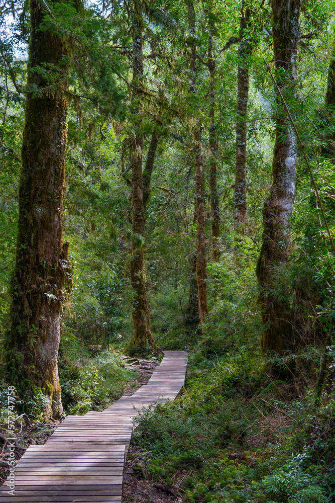 Fototapeta premium Vegetación