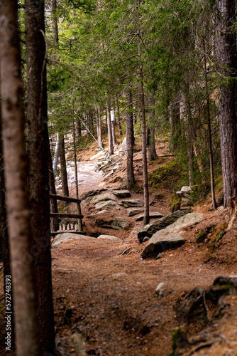 path in the forest with beautiful natural lighting