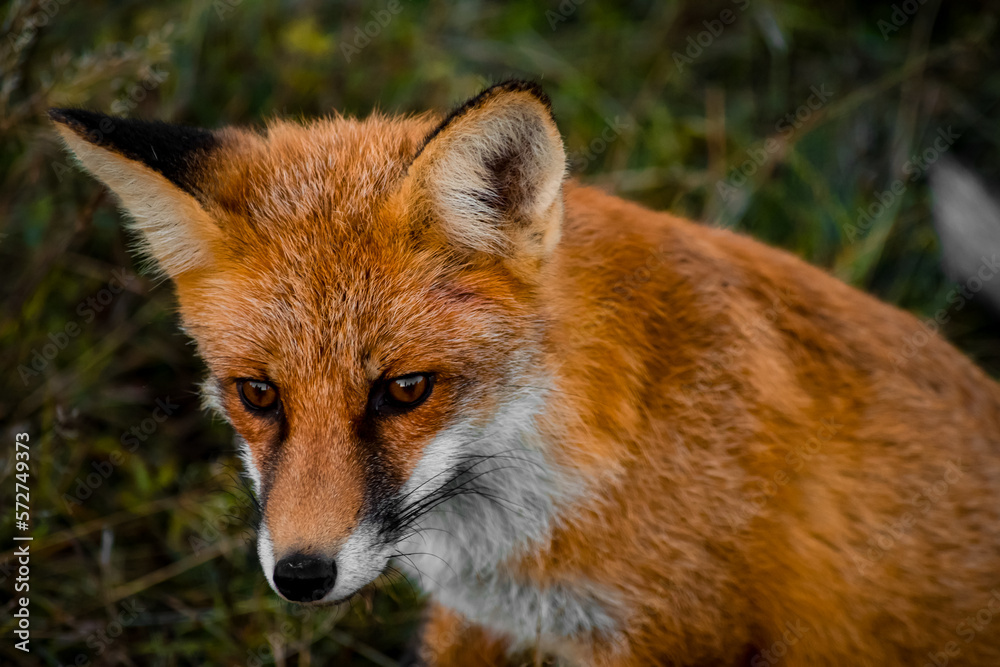 Close up portrait of a wild friendly orange fox in natural habitat, Apuseni Mountains, Romania Close up portrait of a wild friendly orange fox in natural habitat, Apuseni Mountains, Romania