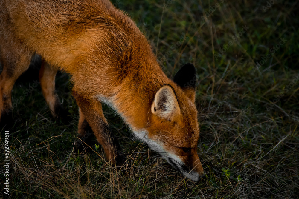 Fototapeta premium Close up portrait of a wild friendly orange fox in natural habitat, Apuseni Mountains, Romania