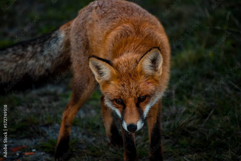 Close up portrait of a wild friendly orange fox in natural habitat, Apuseni Mountains, Romania